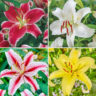 Oriental Lily Collection Seeds